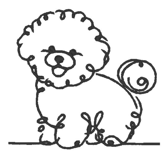 Bichon Frise