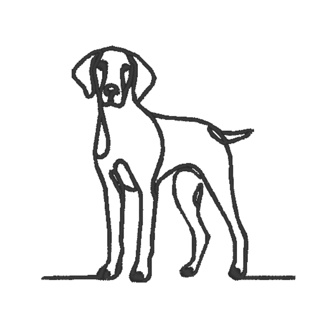 German Shorthaired Pointer
